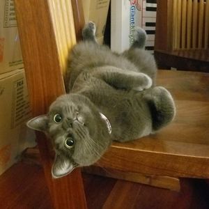 Meet your Posher, Ashley